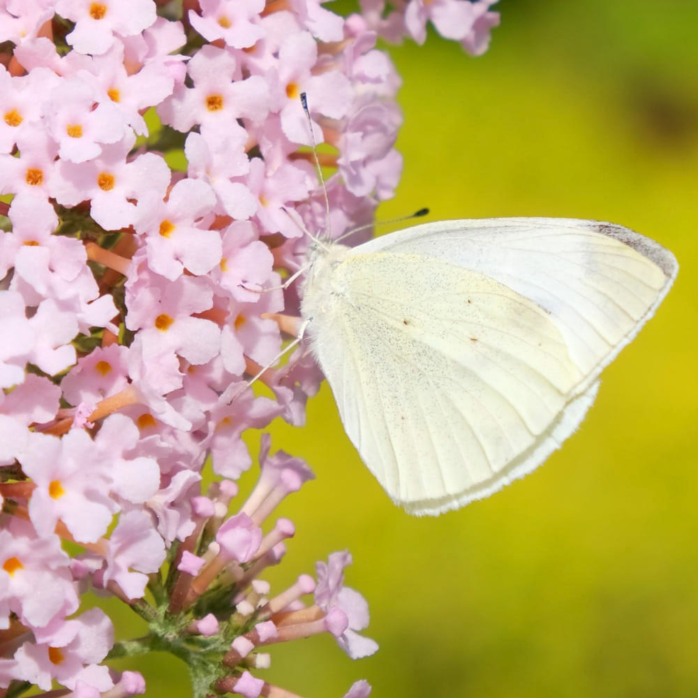 Liliacul de Vara Pink Panther (Buddleja), arbust decorativ cu flori roz parfumate, atrage fluturi, crestere rapida, port bogat