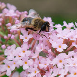 Liliacul de Vara Pink Panther (Buddleja), arbust decorativ cu flori roz parfumate, atrage fluturi, crestere rapida, port bogat