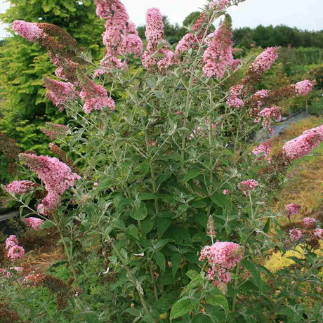 Liliacul de Vara Pink Panther (Buddleja), arbust decorativ cu flori roz parfumate, atrage fluturi, crestere rapida, port bogat