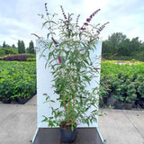 Liliac de Vara rosu Royal Red (Buddleja, arbust decorativ cu flori rosu-purpuriu parfumate, atrage fluturi, crestere rapida,