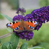 Liliac de Vara Black Knight (Buddleja), arbust decorativ cu flori violet-inchis foarte parfumate, crestere rapida, iubitor de soare
