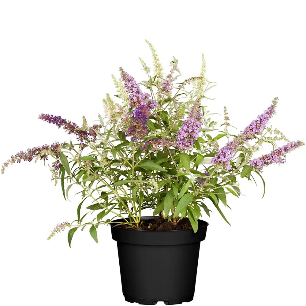 Liliac de Vara Tricolor (Buddleja), cu flori parfumate in trei culori diferite, alb roz mov, planta pentru fluturi, ghiveci sau gradina