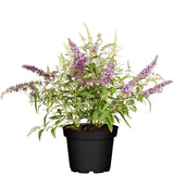 Liliac de Vara Tricolor (Buddleja), cu flori parfumate in trei culori diferite, alb roz mov, planta pentru fluturi, ghiveci sau gradina