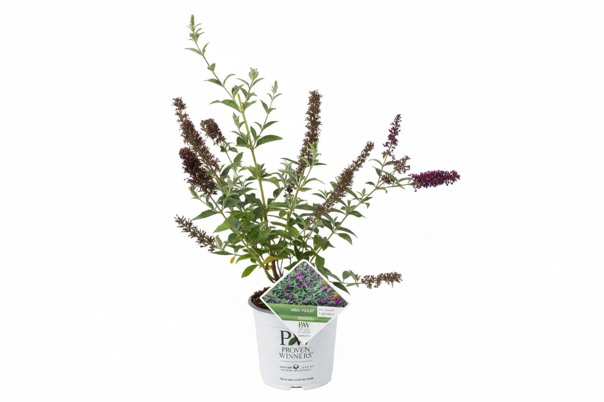 Liliac de Vara (Buddleja) Miss Violet, flori violet intens, parfum placut, inflorire vara