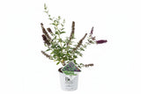 Liliac de Vara (Buddleja) Miss Violet, flori violet intens, parfum placut, inflorire vara