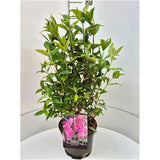 Liliacul de Vara roz Pink Delight (Buddleja), arbust decorativ cu flori roz parfumate, atrage fluturi, crestere rapida, iubitor de soare