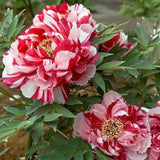 Bujor Copac Bicolor (Paeonia suffruticosa) cu roz si alb, planta perena de gradina, inflorire spectaculoasa si parfum delicat, inradacinat in ghiveci