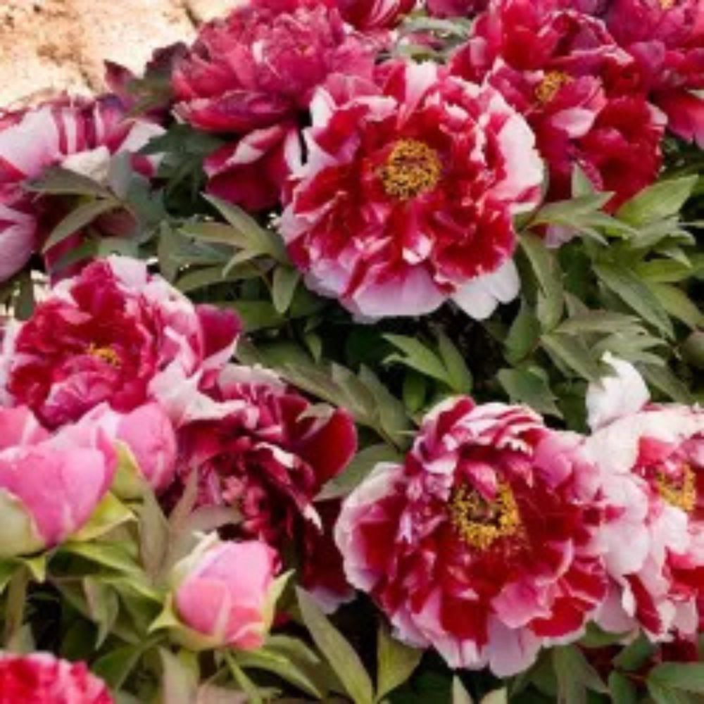 Bujor Copac Bicolor (Paeonia suffruticosa) cu roz si alb, planta perena de gradina, inflorire spectaculoasa si parfum delicat, inradacinat in ghiveci