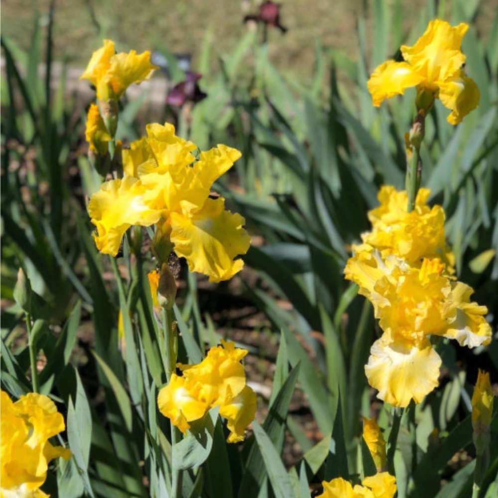 Iris Germanica (Stanjenel) Burning Bright, cu flori galbene parfumate, crestere rapida, bulb plantat In ghiveci
