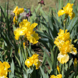Iris Germanica (Stanjenel) Burning Bright, cu flori galbene parfumate, crestere rapida, bulb plantat In ghiveci