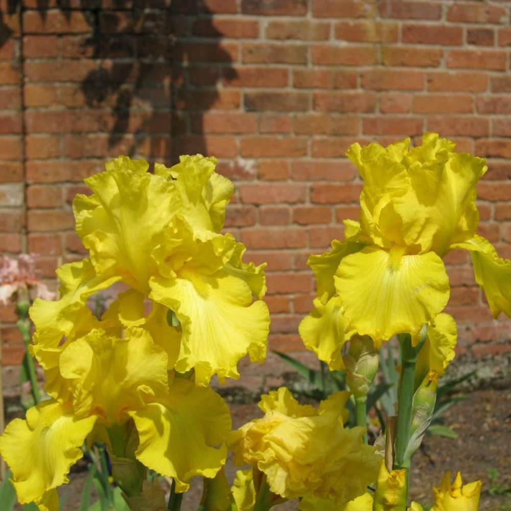 Iris Germanica (Stanjenel) Burning Bright, cu flori galbene parfumate, crestere rapida, bulb plantat In ghiveci