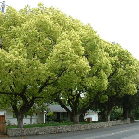 Copac de scortisoara (Cinnamomum camphora), parfum puternic, crestere rapida, frunzis persistent