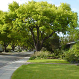Copac de scortisoara, arbore parfumat vesnic verde camfor ornamental rar