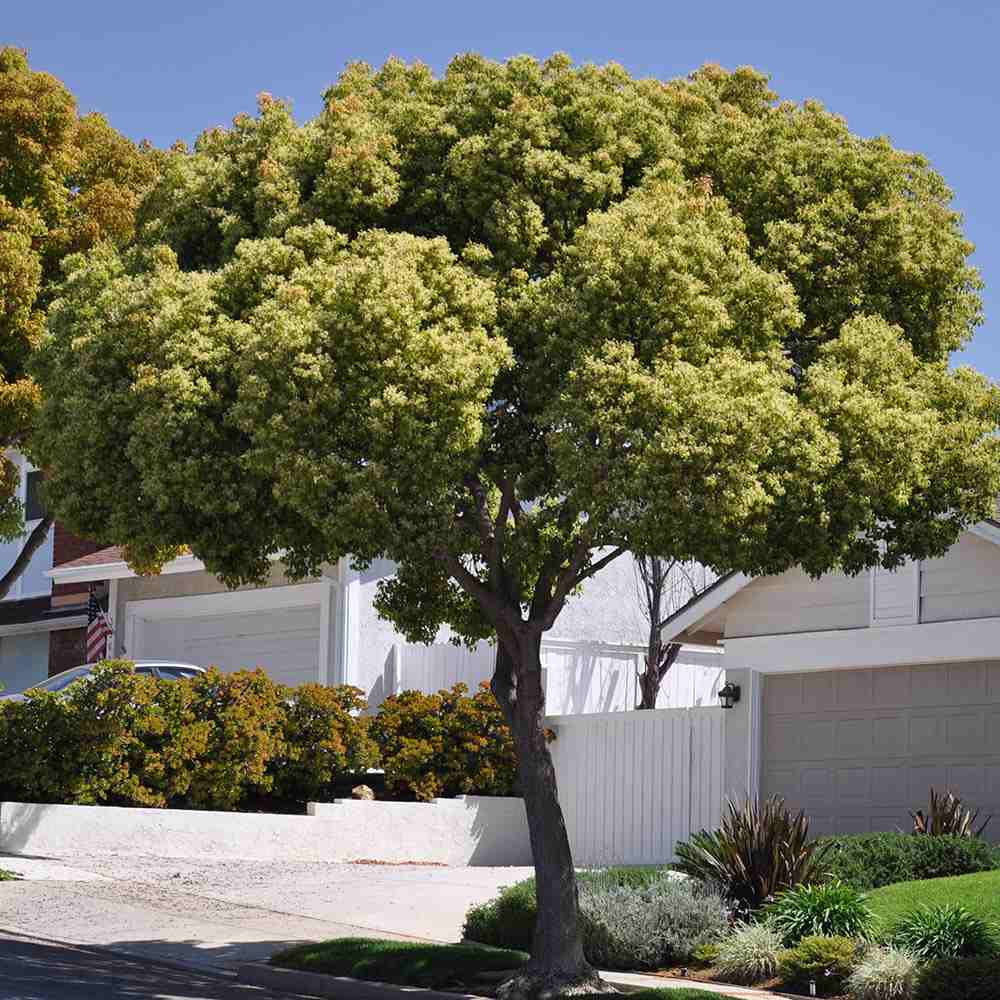 Copac de scortisoara, arbore parfumat vesnic verde camfor ornamental rar