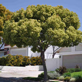 Copac de scortisoara, arbore parfumat vesnic verde camfor ornamental rar