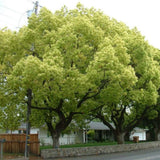 Copac de scortisoara (Cinnamomum camphora), parfum puternic, crestere rapida, frunzis persistent