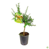 Pom Lamai Caviar (Citrus Australasica), 40-50 cm, fructe exotice cu pulpa perlata tip caviar, vesnic verde, ideal pentru ghiveci si terasa