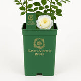 Trandafir englezesc David Austin Claire Austin - trandafir alb cremos cu parfum intens, inflorire repetata, rezistent la frig