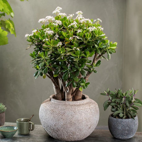 Arborele de Jad (Crassula Ovata) - 45 cm