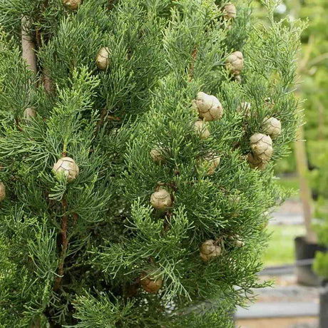 Chiparos Italian Agrimed, conifer columnar mediteranean, vesnic verde, rezistent la seceta si frig moderat, potrivit pentru ghiveci, alee, poarta, decor mediteranean