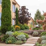 Chiparos Italian Bolgheri, conifer columnar mediteranean, vesnic verde, rezistent la seceta si frig moderat, potrivit pentru ghiveci, alee, poarta, decor mediteranean