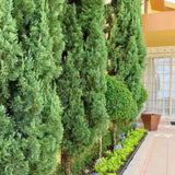 Chiparos Italian Bolgheri, conifer columnar mediteranean, vesnic verde, rezistent la seceta si frig moderat, potrivit pentru ghiveci, alee, poarta, decor mediteranean