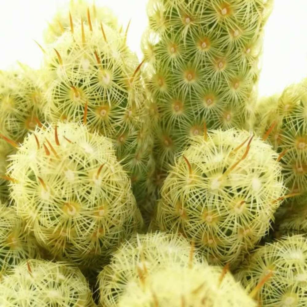 Cactus Mammilaria Elongata Gialla, 20 cm, planta decorativa de interior cu flori roz, ingrijire usoara