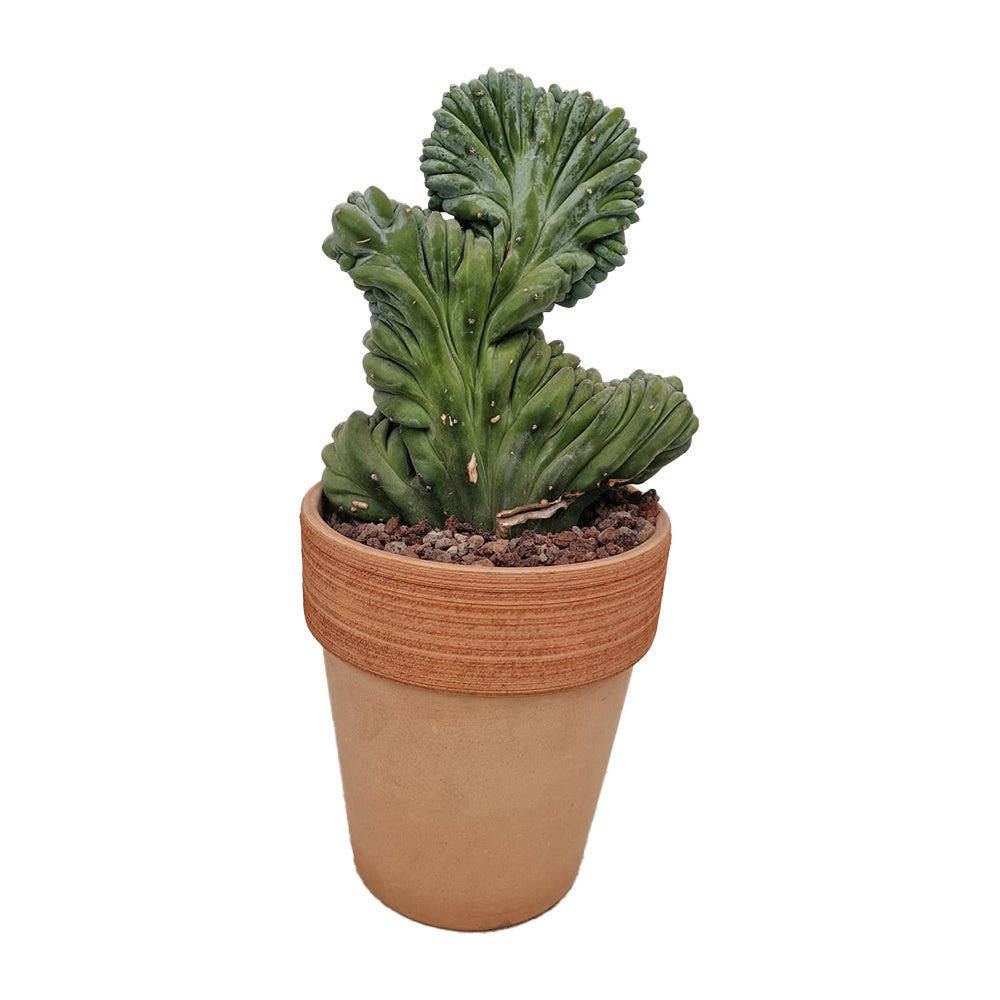 Cactus Myrtillocactus geometrizans crestata, 25 cm, aspect sculptural, culoare albastra, usor de ingrijit
