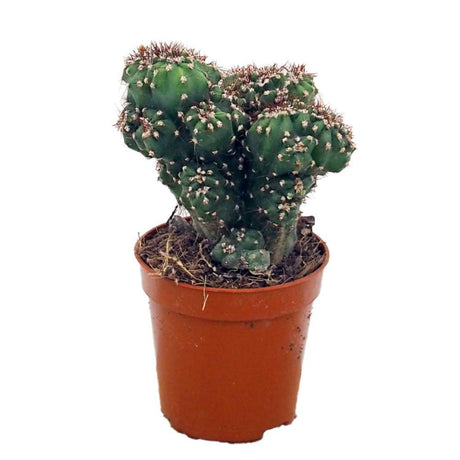 Cactus Monstrul Peruvian, forme neregulate, unice, aspect sculptural. usor de ingrijit, ghiveci mare - 20-25 cm