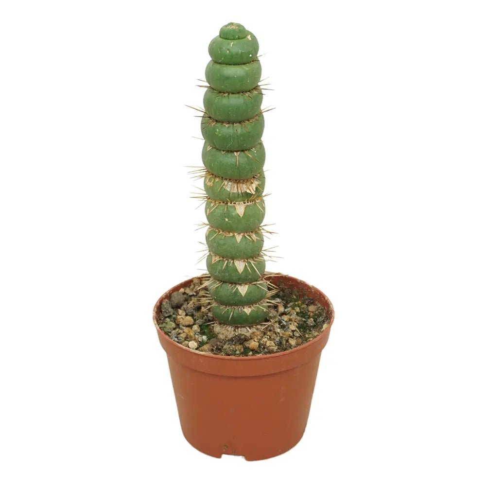 Cactus Eulychnia Castanea Spiralis, 18 cm, planta de interior rara cu forma spiralata