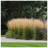 Iarba Ornamentala Karl Forster (Calamagrostis acutiflora), inflorescente bronz, eleganta si inalta, multiplu premiat