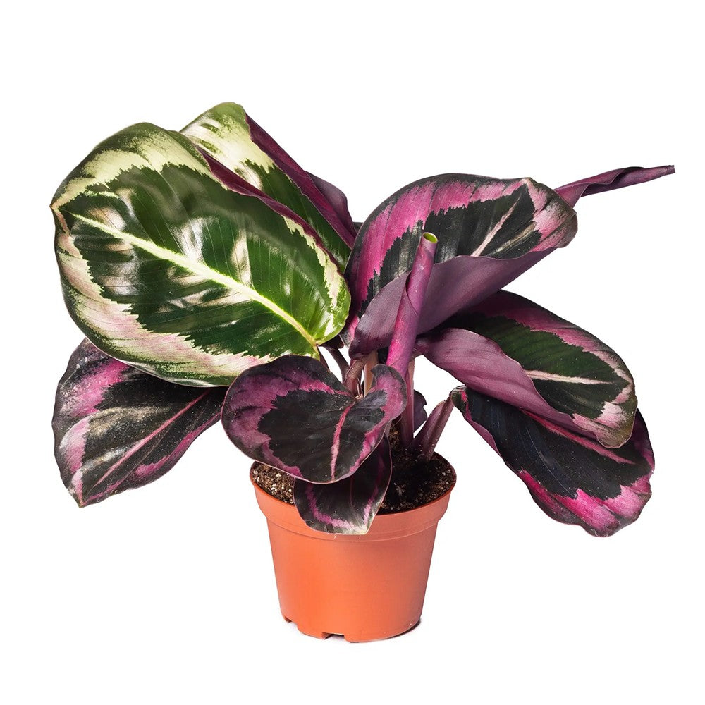 Planta Paun Jessy (Calathea Rosea Jessy) - 40-50 cm