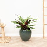 Planta Care Se Roaga, Calathea Insignis (Lancifolia), frunze ondulate cu model exotic, dos mov, un accent tropical perfect - 100 cm