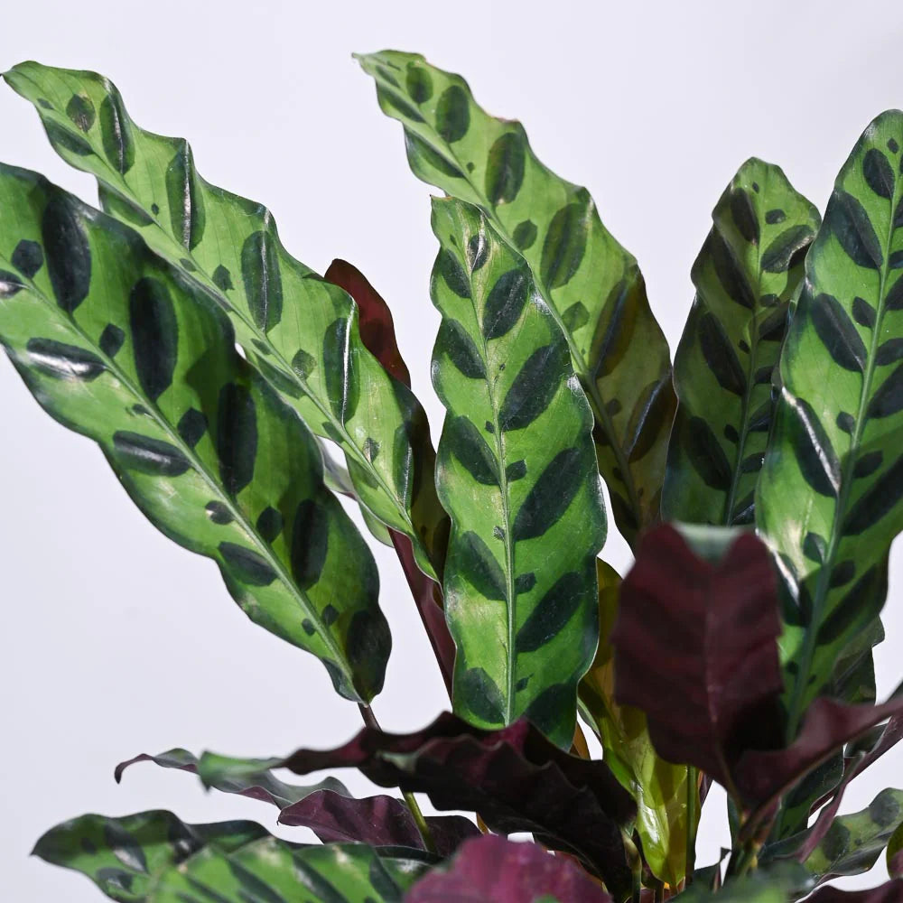 Planta Care Se Roaga, Calathea Insignis (Lancifolia), frunze ondulate cu model exotic, dos mov, un accent tropical perfect - 100 cm