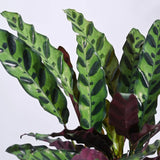 Planta Care Se Roaga, Calathea Insignis (Lancifolia), frunze ondulate cu model exotic, dos mov, un accent tropical perfect - 100 cm