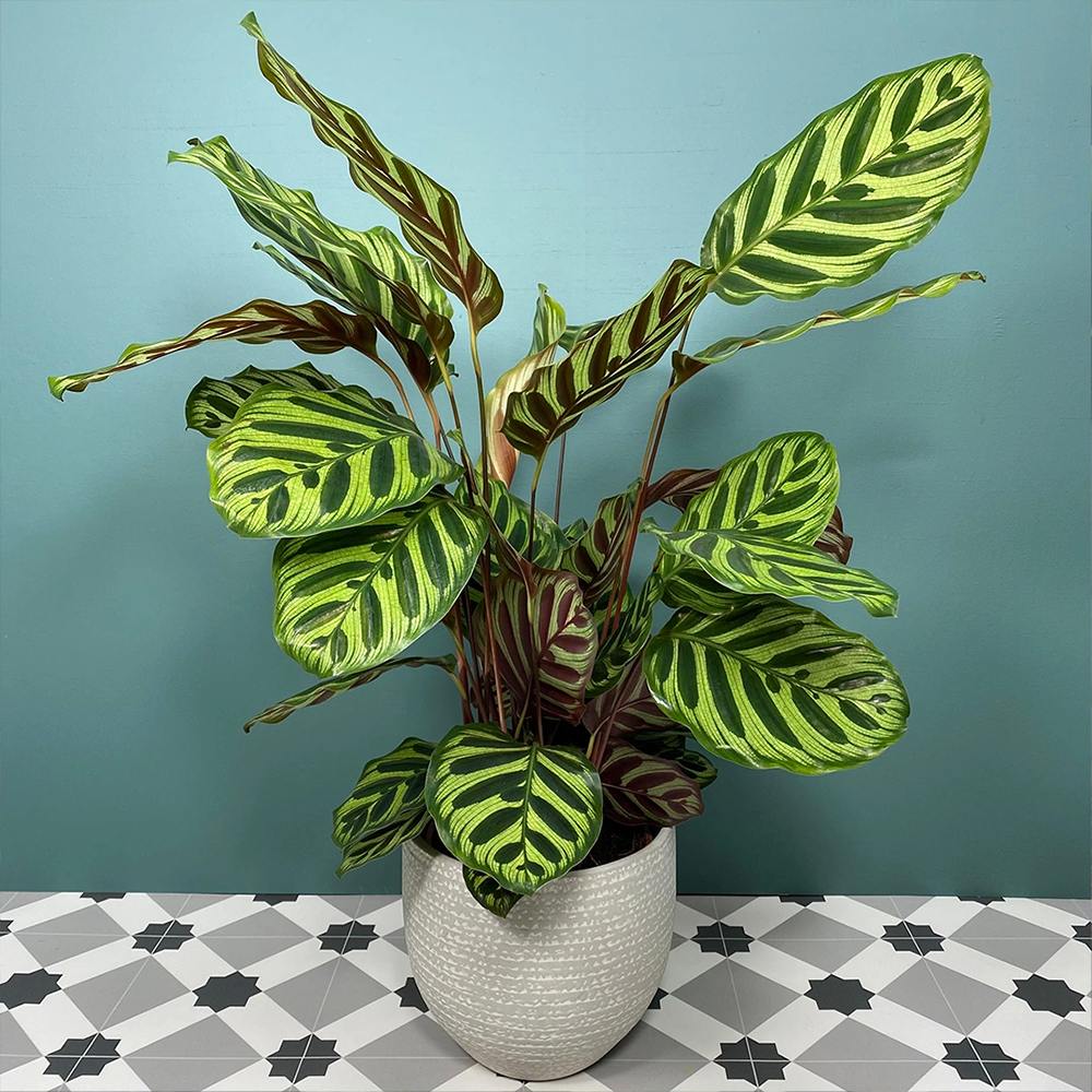 Calathea Makoyana - 80 cm