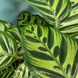 Calathea Makoyana - 50 cm