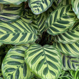 Calathea Makoyana - 50 cm