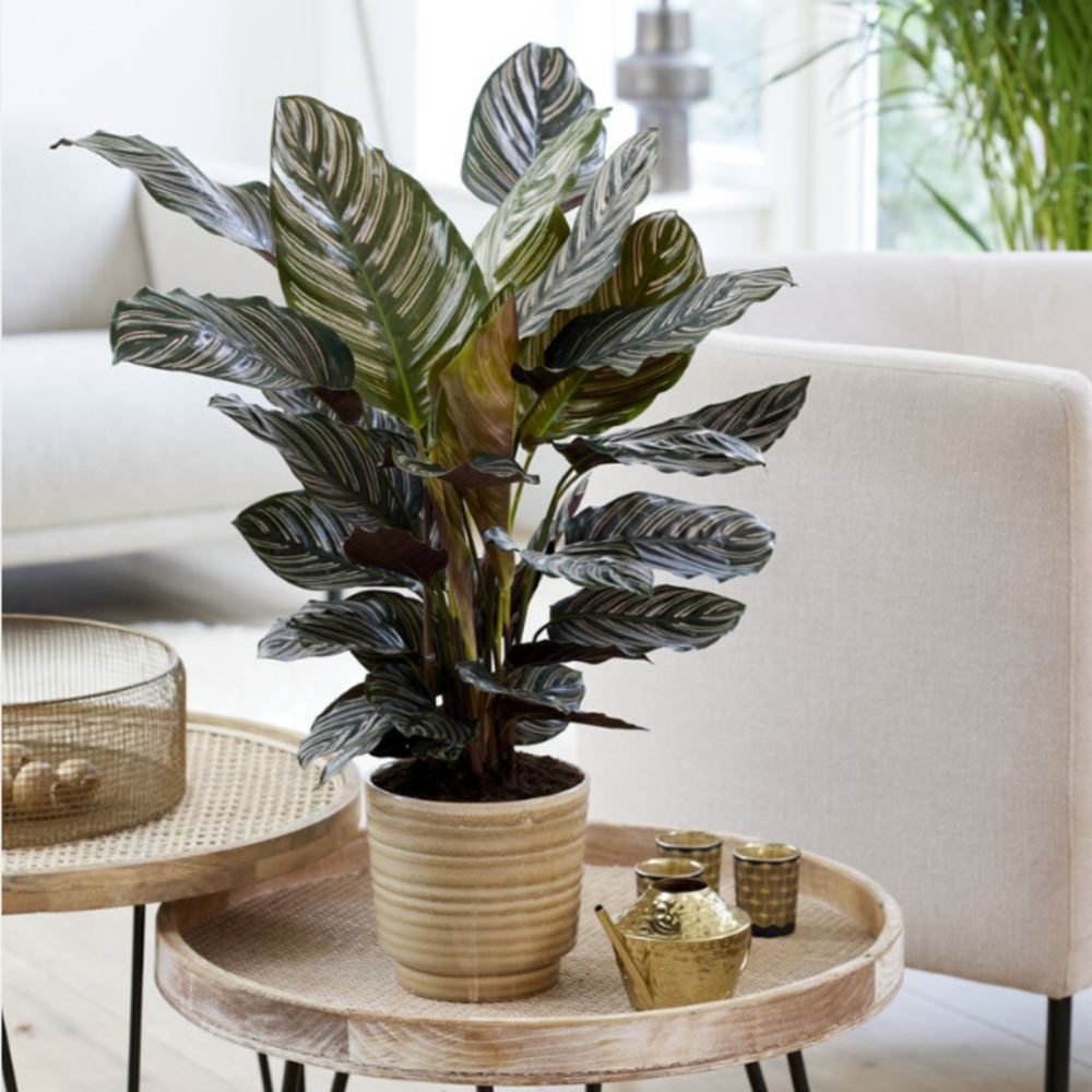 Planta Care Se Roaga (Calathea Ornata), 60 cm, planta de interior tropicala cu frunze verzi si dungi roz, dos mov