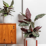 Planta Care Se Roaga (Calathea Ornata), 60 cm, planta de interior tropicala cu frunze verzi si dungi roz, dos mov