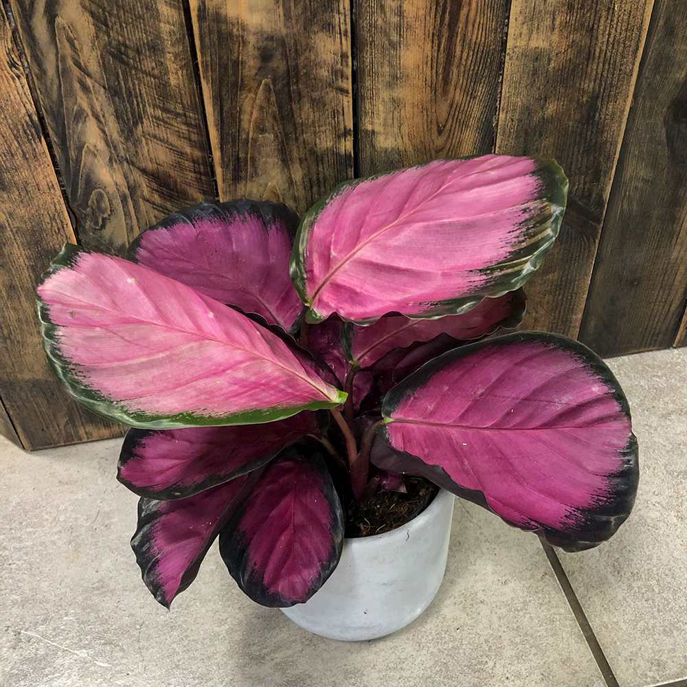 Planta Paun Crimson (Calathea Roseopicta Crimson) - 40-50 cm