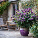 Callicarpa Bodinieri Profusion, Callicarpa Bodinieri Profusion arbust decorativ cu fructe violet-roz, rezistent la ger, crestere rapida