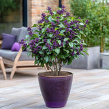 Callicarpa Bodinieri Profusion, Callicarpa Bodinieri Profusion arbust decorativ cu fructe violet-roz, rezistent la ger, crestere rapida