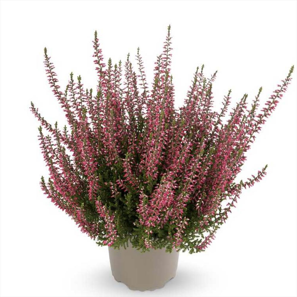 Calluna (Iarba Neagra) Franca, cu flori rosii-roz, vesnic verde, rezistenta la frig, de ghiveci sau gradina