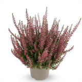 Calluna (Iarba Neagra) Franca, cu flori rosii-roz, vesnic verde, rezistenta la frig, de ghiveci sau gradina