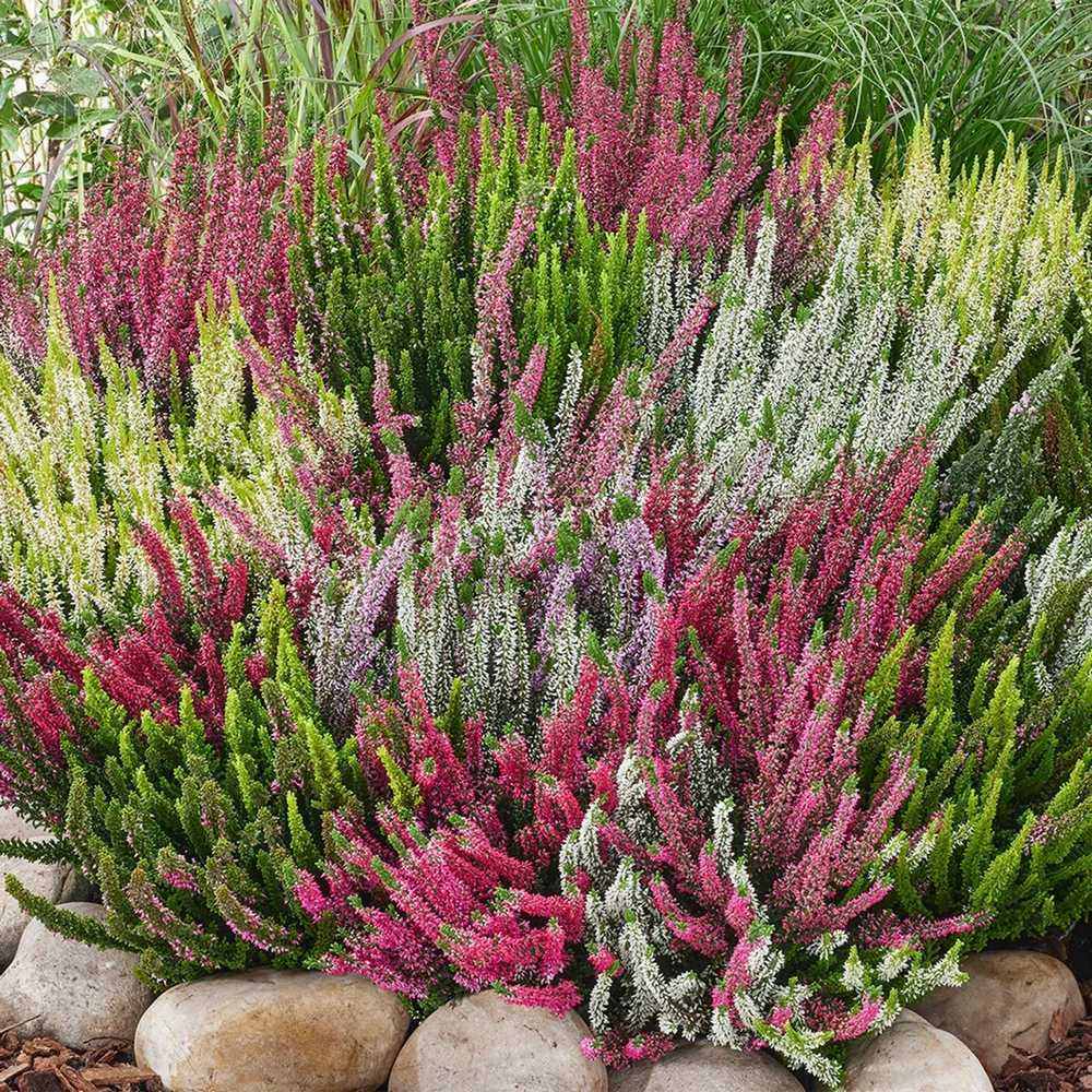 Calluna (Iarba Neagra) Mix de Culori, flori colorate toamna, arbust peren compact