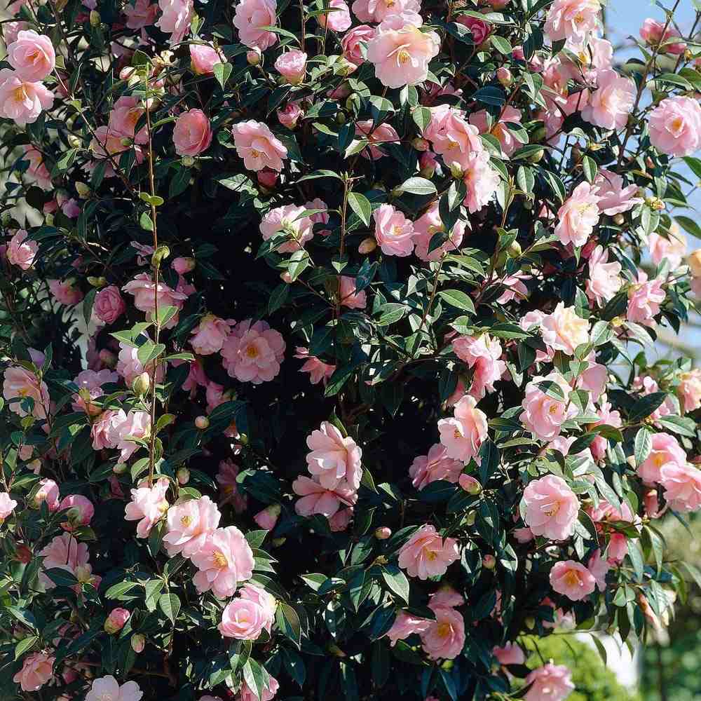 Trandafir Japonez Camellia Bonomiana, cu flori roz