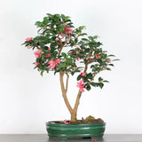 Aranjament Bonsai cu Trandafir Japonez Camellia Sasanqua Sylvia, vesnic verde cu flori roz-inchis si parfum intens