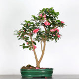 Aranjament Bonsai cu Trandafir Japonez Camellia Sasanqua Sylvia, vesnic verde cu flori roz-inchis si parfum intens