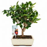 Aranjament Bonsai cu Trandafir Japonez Camellia Sasanqua Sylvia, vesnic verde cu flori roz-inchis si parfum intens